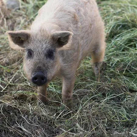 Gullerhof - Koepfle 公寓