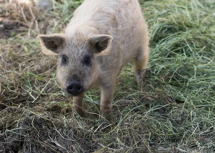 Gullerhof - Koepfle アパート